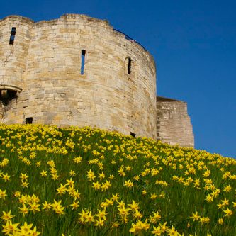 Cliffords Tower daffodils