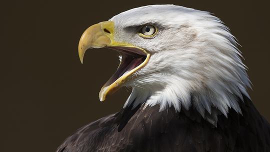 NCBP bald eagle1 4 1321452796