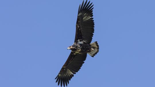 NCBP eagle1 1607886011