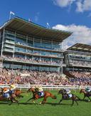 Number 15 horse 1557406908