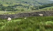 Sheep on Dales