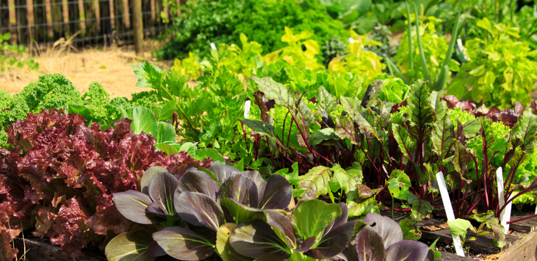 Vegetable garden